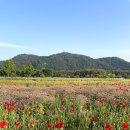 GS25태화강정원점 | 울산 태화강 국가정원 봄꽃축제 울산 양귀비 축제 주차장