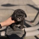 강아지분양 더펫 이미지