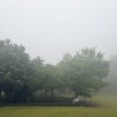 안개숲 | [제주 아기랑 가볼만한 곳] 비 오는 날 더 신비로운 ‘이끼숲소길’ 내돈내산 솔직 후기 (장단점 총정리)