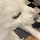 독특하개 이미지