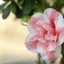 꽃이미지-Ⅰ 이미지