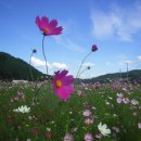 하동 북천 코스모스.메밀꽃축제 이미지