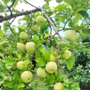 호매실한양수자인,금호초등학교 버스정류장 옆 이미지