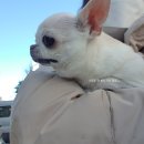 마이페츠룸 이미지