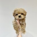 내품안의반려견 노원점 | 노원강아지분양 새로운 가족찾아 내품안의반려견 노원점