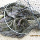 파라솔장어 이미지