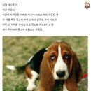 멍뭉이 Daum카페