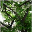 산사나무, 때죽나무 그리고 잔디패랭이 및 금붓꽃(미소들병원 하늘공원) 이미지