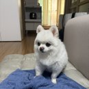 무배한돈국물두루치기 | 응암역 맛집 [고봉이두루치기 응암본점] 엄마도 아니고 할머니가 해준 것 같은 찐맛집 후기
