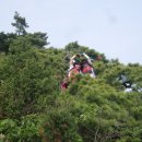 소나무둥지 이미지