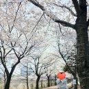 만석화로 | 만석공원 새빛축제 마지막날, 벚꽃 구경 중 발견한 만석화로구이 솔직후기 🌸🔥