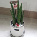 수투맘