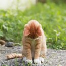 고양이 하루 이미지