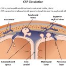 Re: Physiology, Cerebral Spinal Fluid 2023... 이미지
