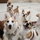 리본반려견 유치원 이미지