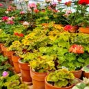 아산3호 이미지