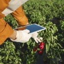 스마트팜의 미래 이미지