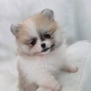 퍼피메이트 안심분양센터 동탄 강아지분양 이미지