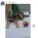 도그바이러스 이미지