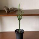 흑토랑농장 | 춘천꽃집/춘천식물/집들이&amp;승진선물추천/새로운 식물과 화분칭구들 - 선인장편 - (춘천꽃집무해)