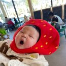 디딤어린이집 | 근교 화순 도곡 겨울방학 딸기 따기, 케이크 만들기 체험 &lt;스윙베리&gt;내돈내산 솔직후기 +강진 &lt;지앤유팜&gt;