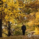 Fall in dog 이미지