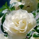 *꽃이야기-하얀장미-하얀색 Rose* 이미지