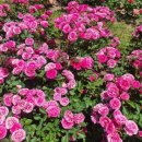 향기휴게점 이미지