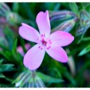 자연-꽃 이미지