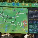 통영터널로가로수 이미지