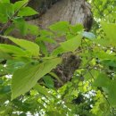 주약초등학교 앞 이미지