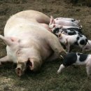 돼지두마리 이미지