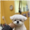 완산애견 이미지