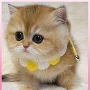 고양이분양제나캣사상점 | 울산 고양이분양 고양이분양제나캣 울산점 건강한고양이분양하세요