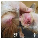 분당필동물병원 이미지