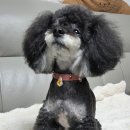 천연DIY체험 | 울산 칸독 팝업스토어 내 손으로 만드는 반려견 하네스 DIY 체험 후기
