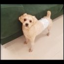 컴투펫 위탁보호센터 인천점 이미지