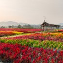 2025년9월27일(포토여행)철원고석정 꽃밭 이미지