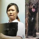 옆집강아지 이미지