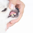 고덕 동물의료센터 이미지