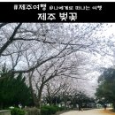 푸주옥오라점 | 제주 벗꽃명소 제주종합경기장 전농로 벚꽃거리
