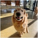 애견카페왕 이미지