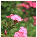 추령장승촌 이미지