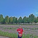 무심한 듯한 세월은 어느덧 앞서가고! - 성주군 작은 산 한바꾸 돌아보고 고령군 다산면 은행나무 숲,그리고 코스모스 물결~ 이미지