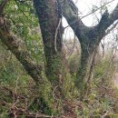 서광리-23 이미지