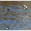 오리 날다 이미지