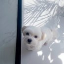 조선생 펫살롱 이미지