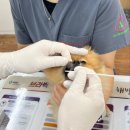 성당역동물병원앞 | 왕십리역동물병원 치아가 보내는 작은 신호, 스케일링이 필요한 순간