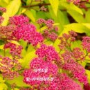 서울야생화 이미지