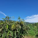 두꺼비농장 이미지